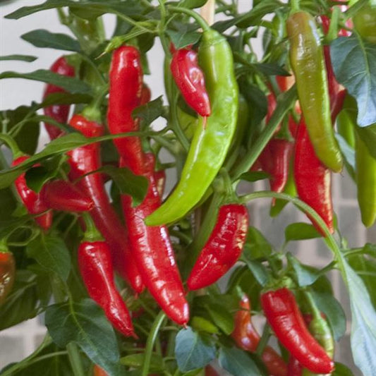Pepper Hot Fajita