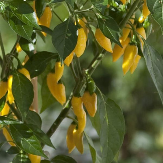 Pepper Hot Lemon