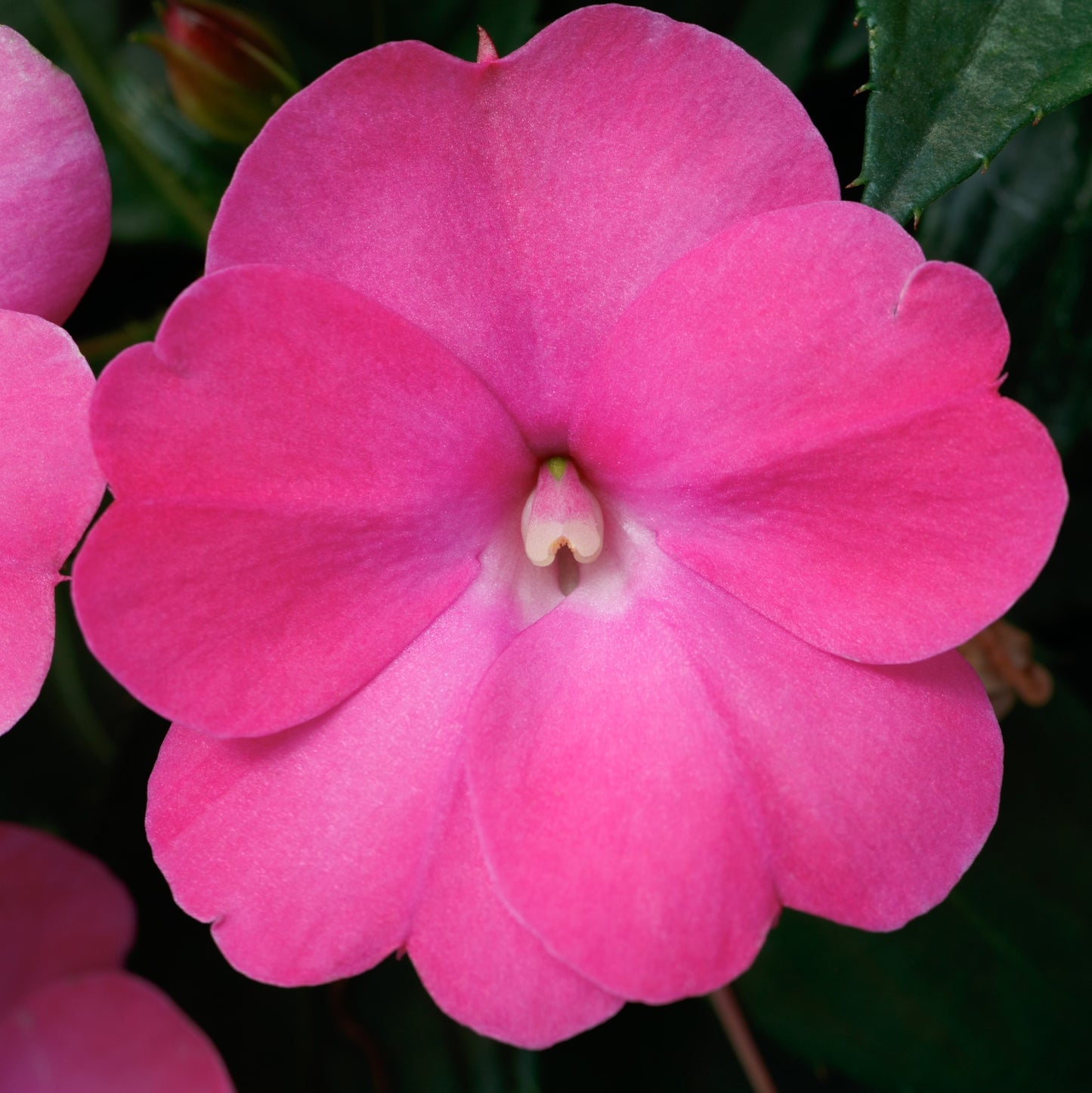 Hot Pink