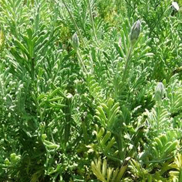 Lavender Pinnata