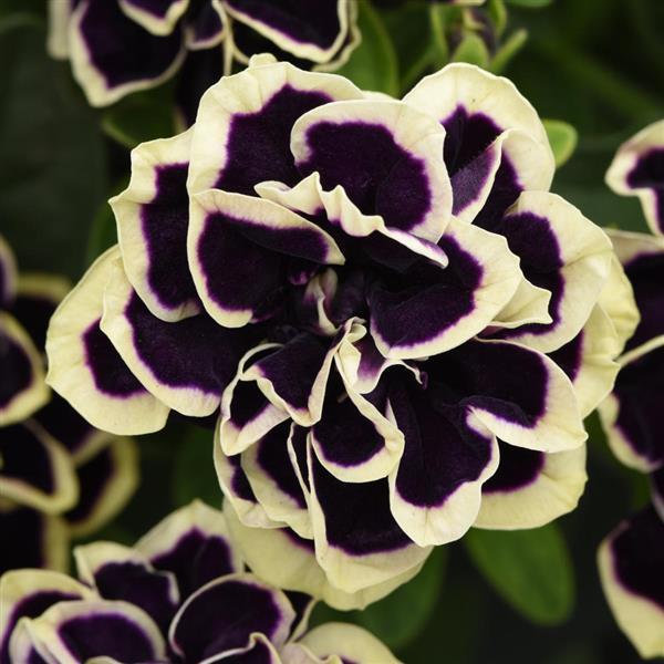 Petunia Jewel Midnight Gold