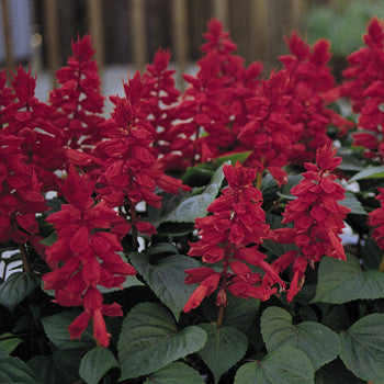 Vista Red