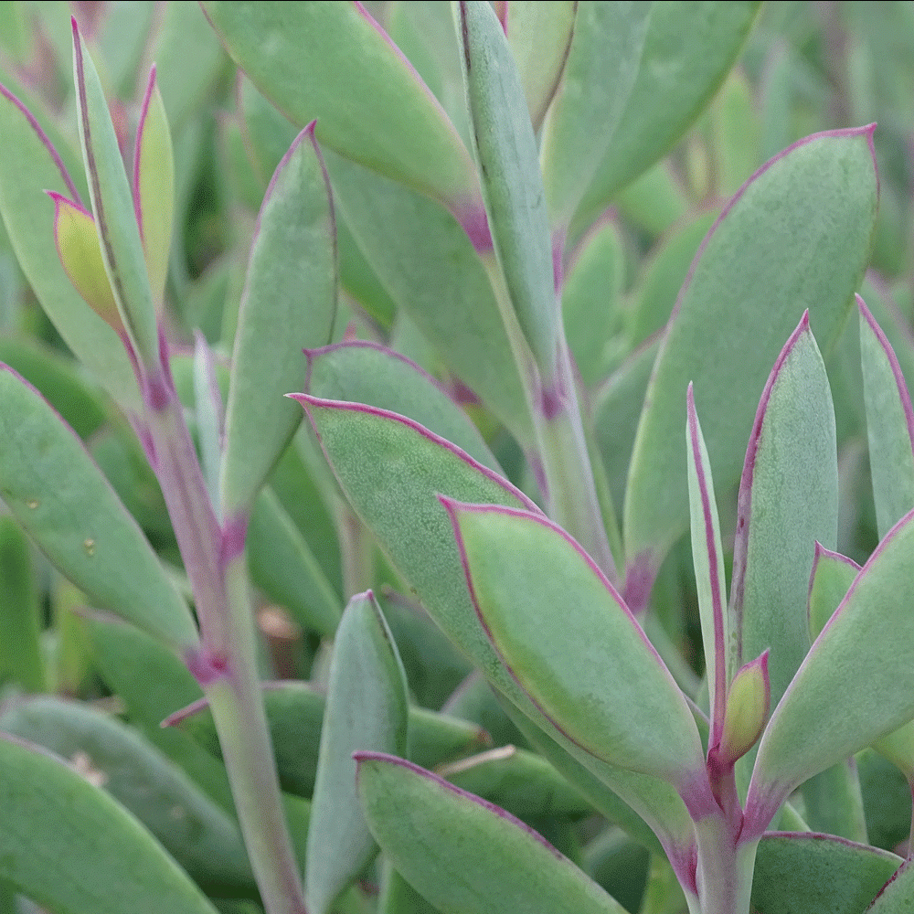 Senecio crassissimus