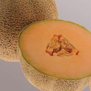 Cantaloupe