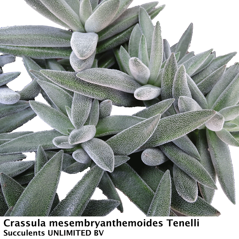 tenelli succulent Crassula