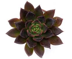 Echeveria Black Prince