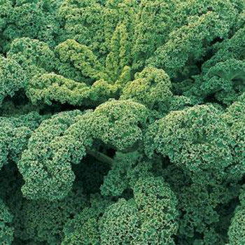 Kale Snowbor Pack