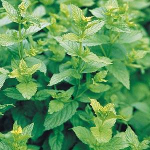 Peppermint