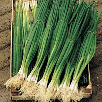 Onion Parade