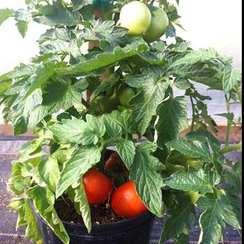 Patio Tomato Beefsteak