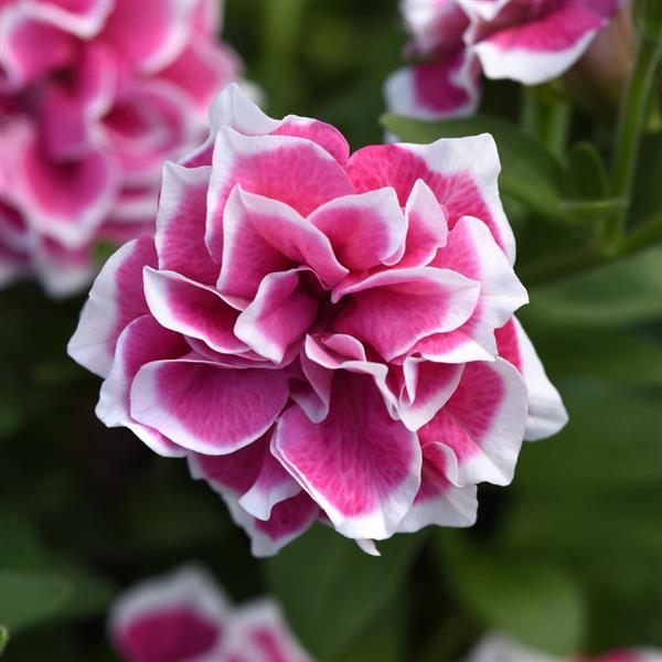 Petunia Jewel Pink Diamond