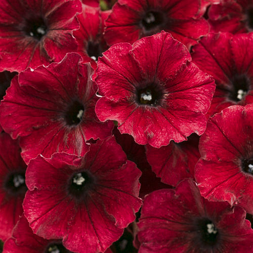 Black Cherry