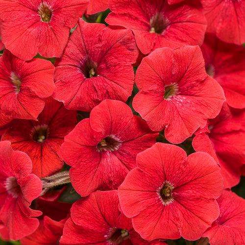 Really Red