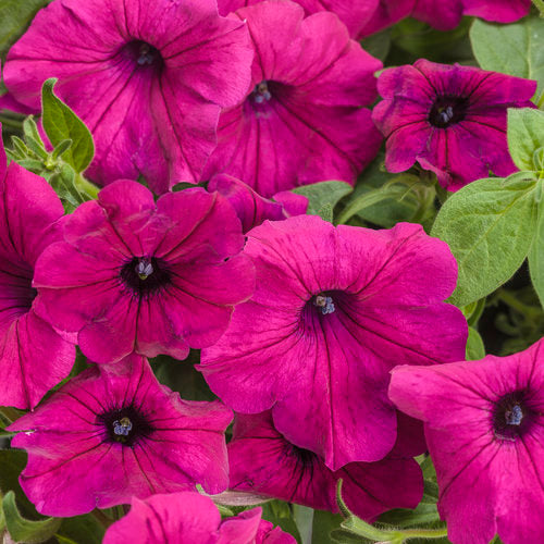 Royal Magenta
