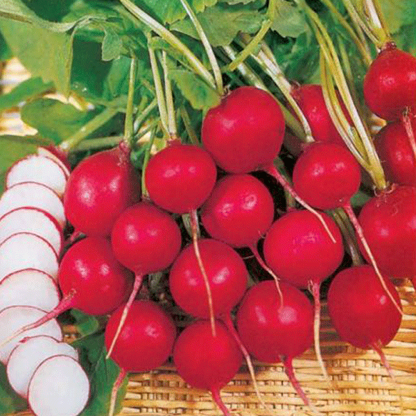 Patio Radish Champion