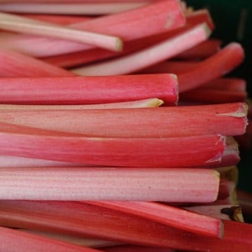 Rhubarb – Glenlea Greenhouses
