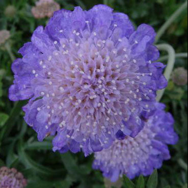 Scabiosa Blue Butterfly