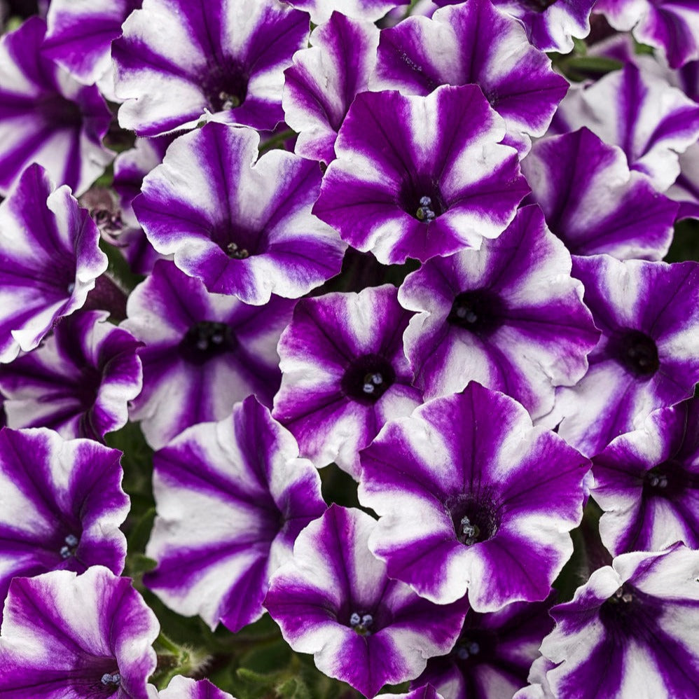 Mini Vista Violet Star
