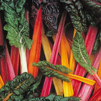 Swiss Chard Bright Lights Pack