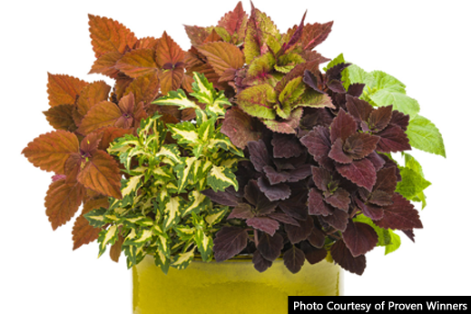 From Sun to Shade Coleus does it all!