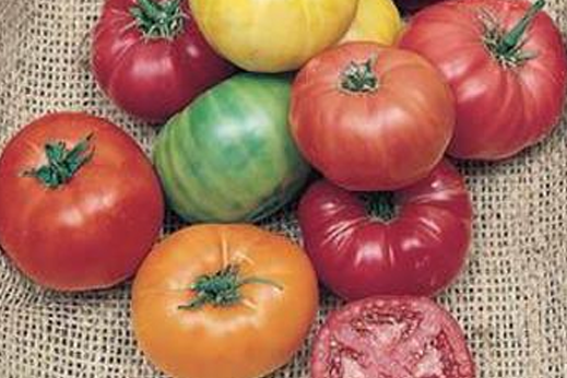 Everything you need to know about growing your own tomatoes!
