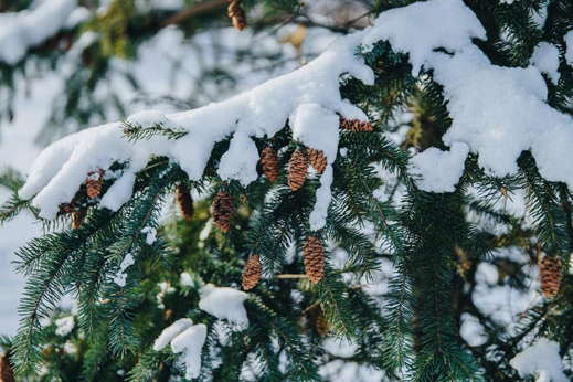 Is the Polar Vortex making you dream of Spring? – Glenlea Greenhouses