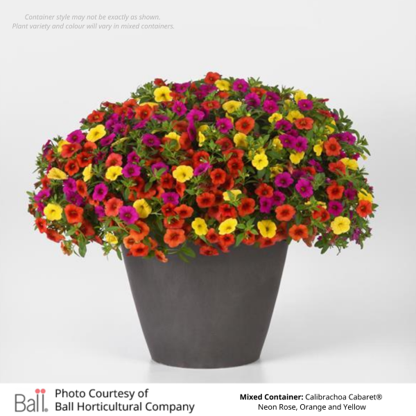 11.5“ Round Container