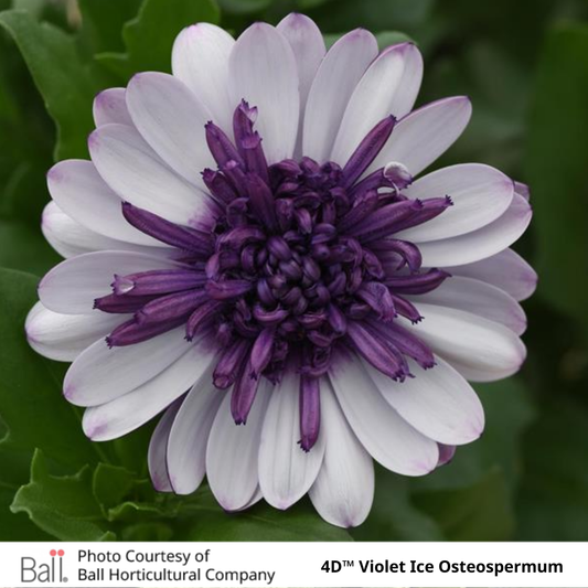 Osteospermum 4D™