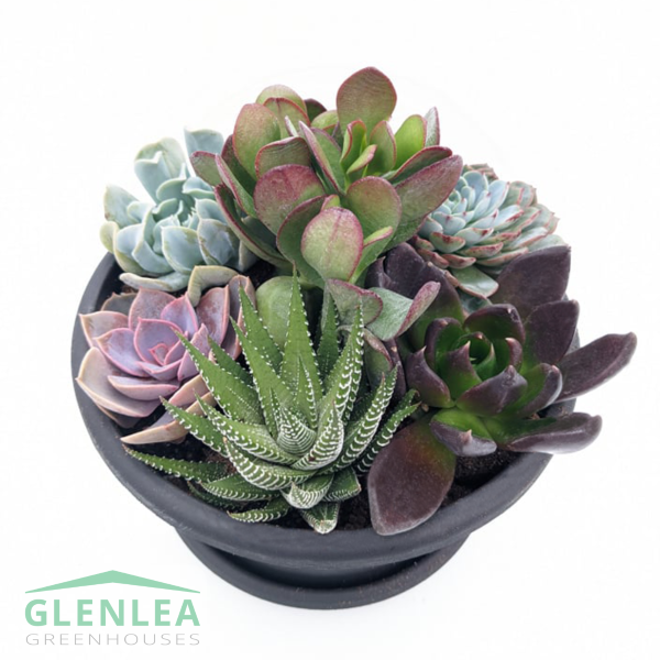8.5" Succulent Bowl
