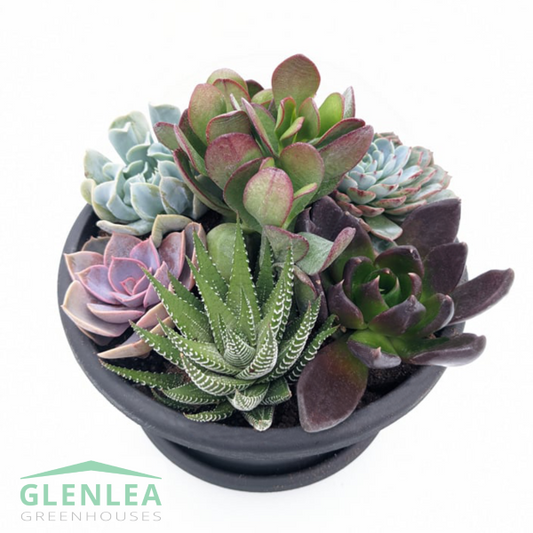 8.5" Succulent Bowl