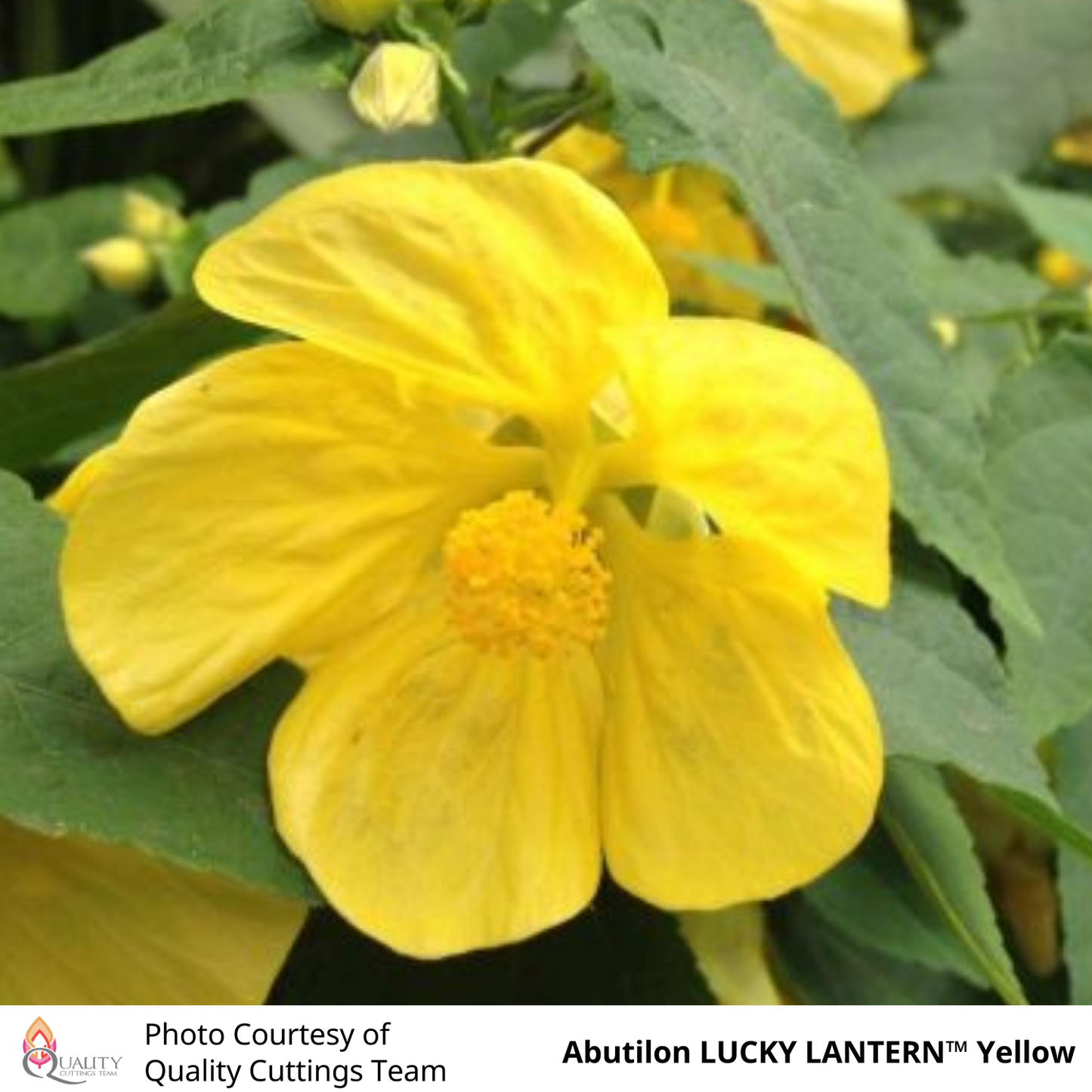 Abutilon LUCKY LANTERN™ Yellow