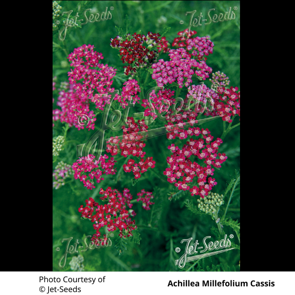 Achillea Millefolium Cassis