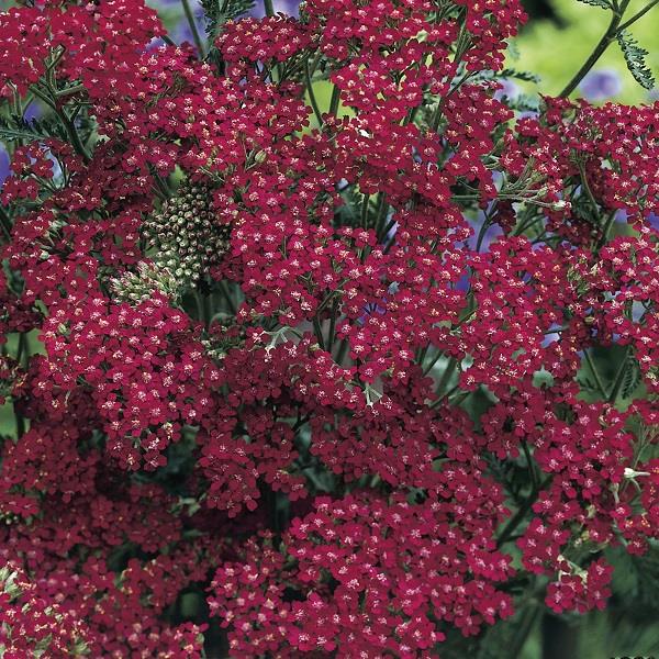 Achillea Millefolium Cassis