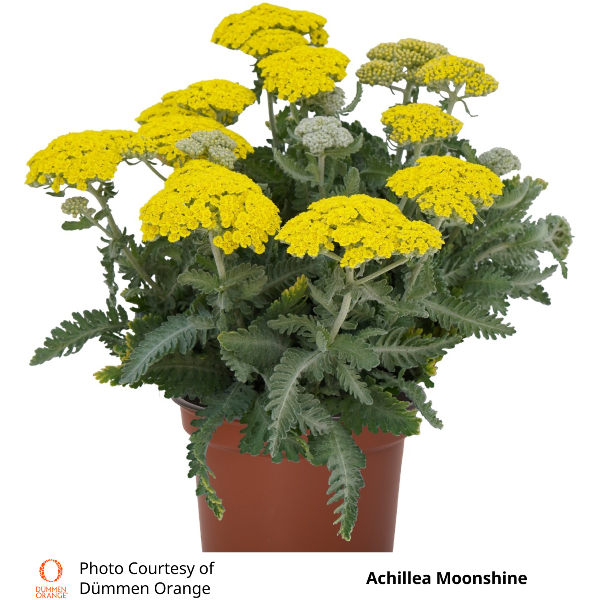 Achillea Moonshine