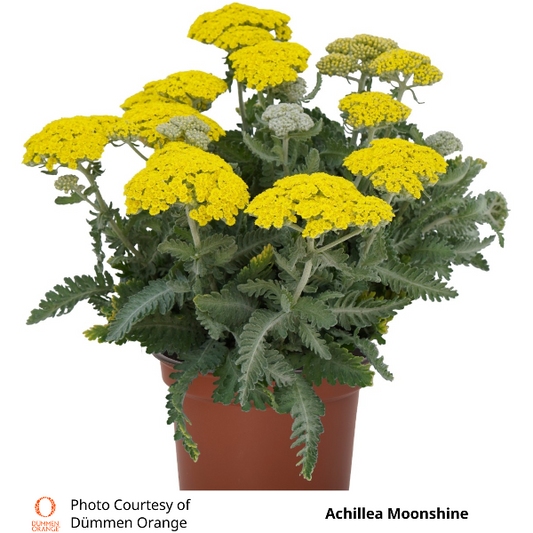 Achillea Moonshine