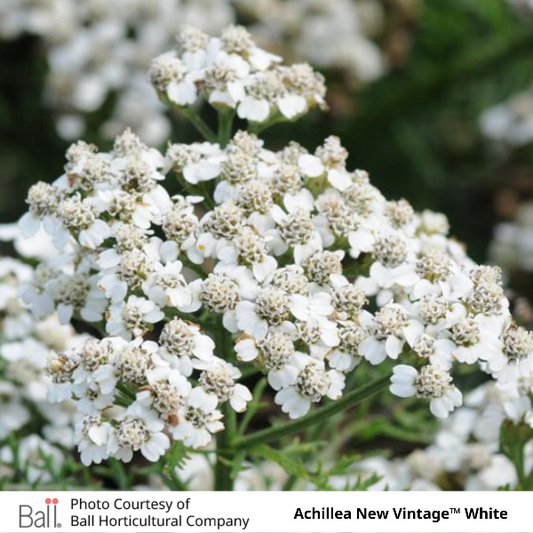 Achillea New Vintage™ White