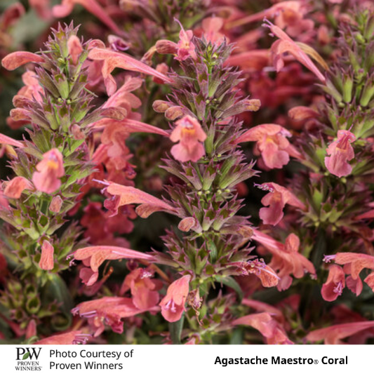 Agastache Maestro Coral