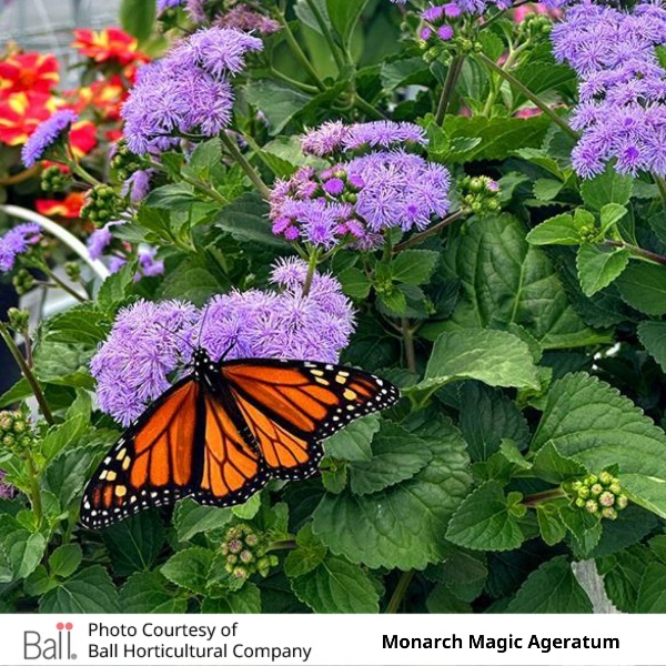 Ageratum Monarch Magic