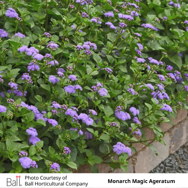 Ageratum Monarch Magic