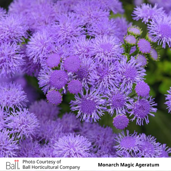 Ageratum Monarch Magic
