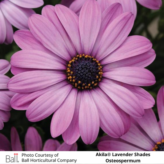 Osteospermum Akila®