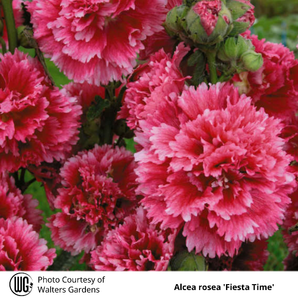 Alcea rosea 'Fiesta Time'