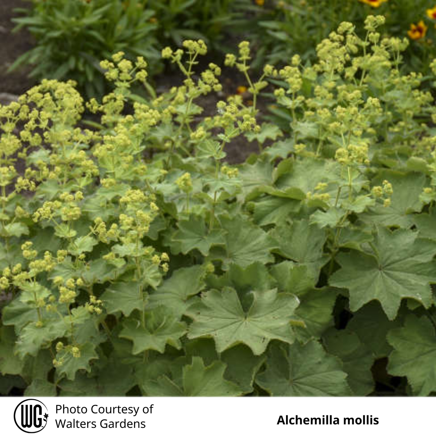 Alchemilla mollis 'Lady's Mantle'