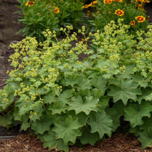 Lady's Mantle