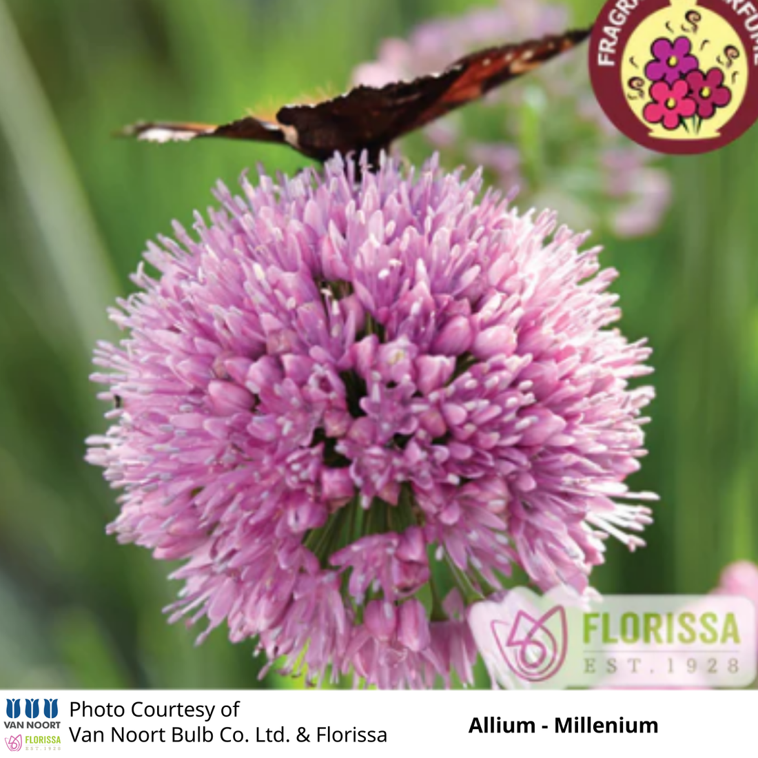 Allium 'Millenium' – Glenlea Greenhouses