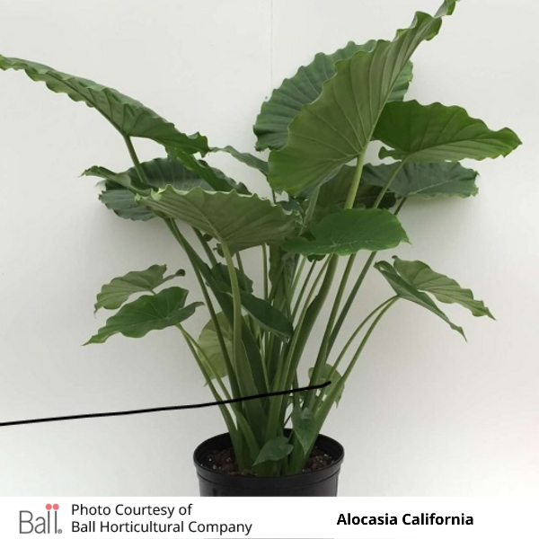 Alocasia California