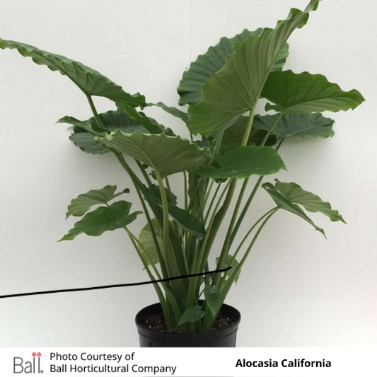 Alocasia California