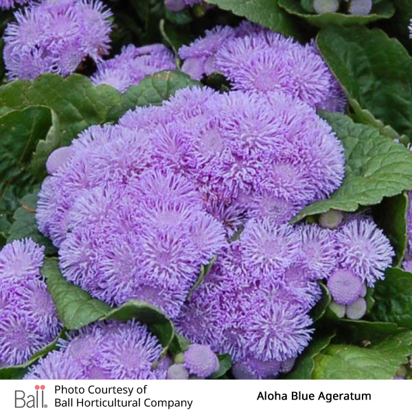Ageratum Aloha Pack