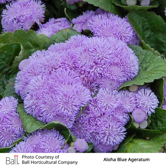 Ageratum Aloha Pack