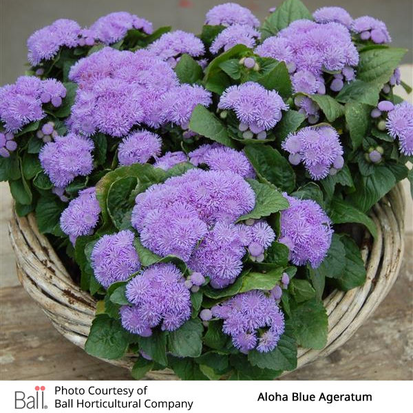 Ageratum Aloha Pack